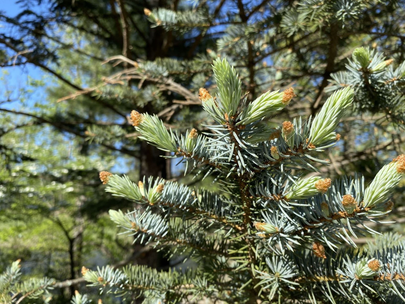 Picea glauca - white spruce