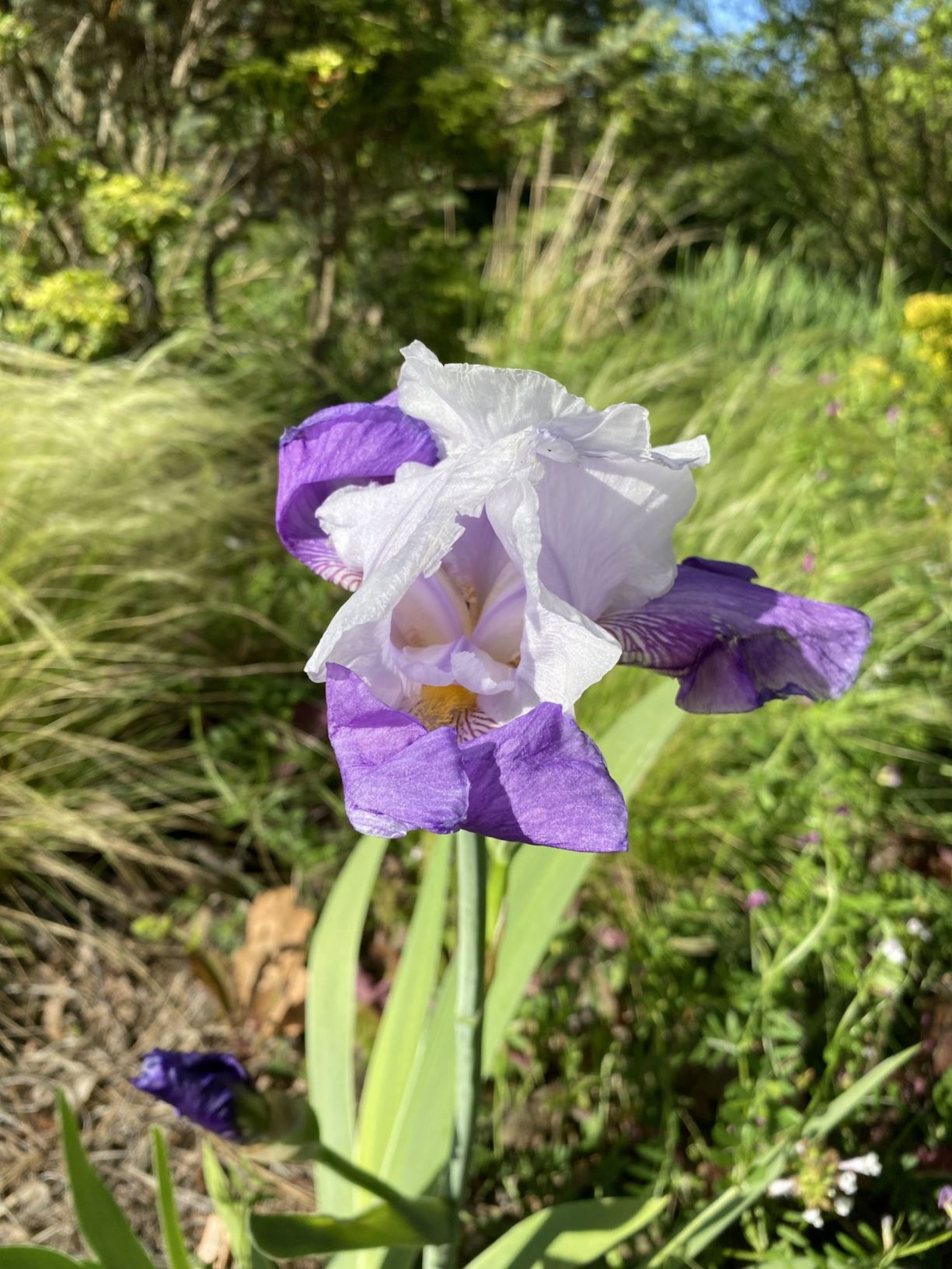 Iris 'Belvi Cloud' - tall bearded iris