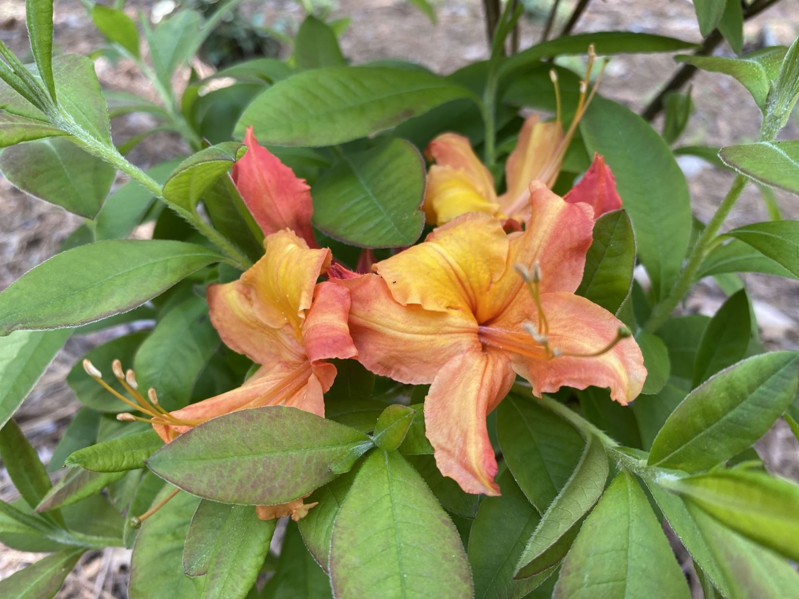 Rhododendron 'QBackA' Sunbow® Solar Glow™ - azalea