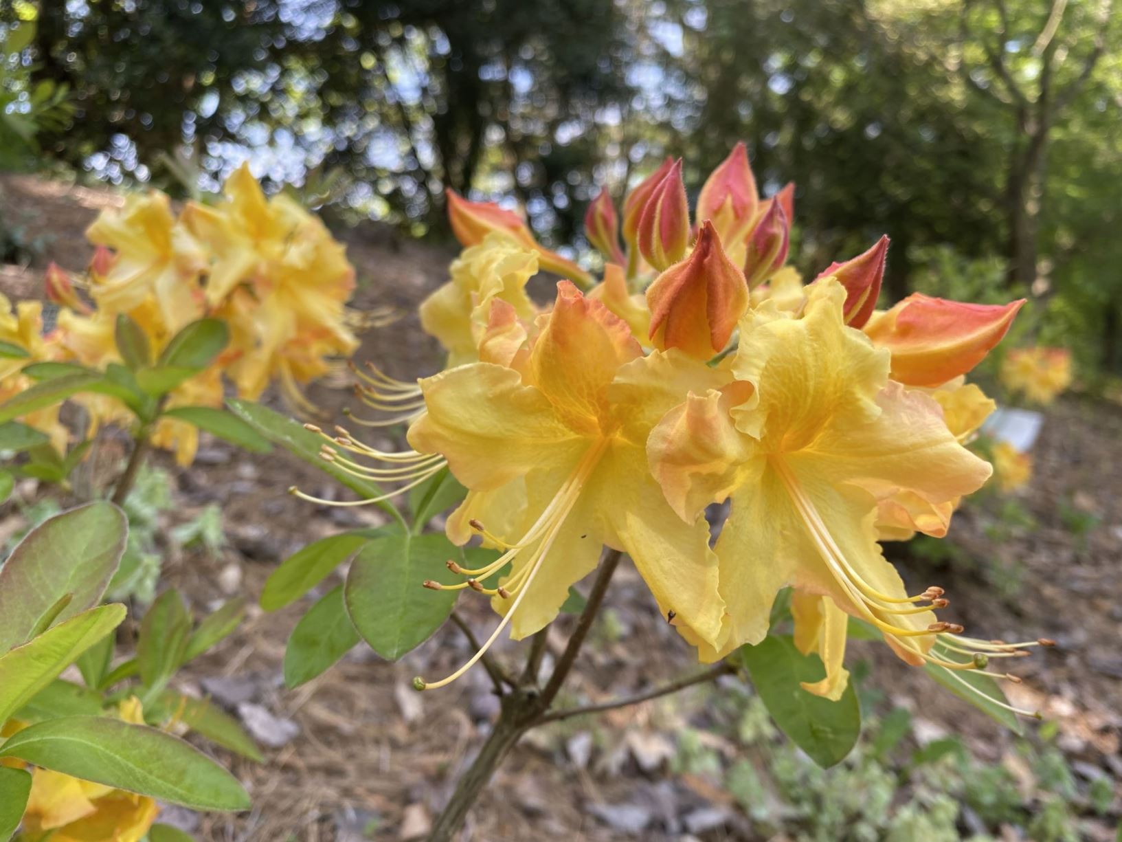 Rhododendron 'QBackB' Sunbow® Solar Flare™ - azalea