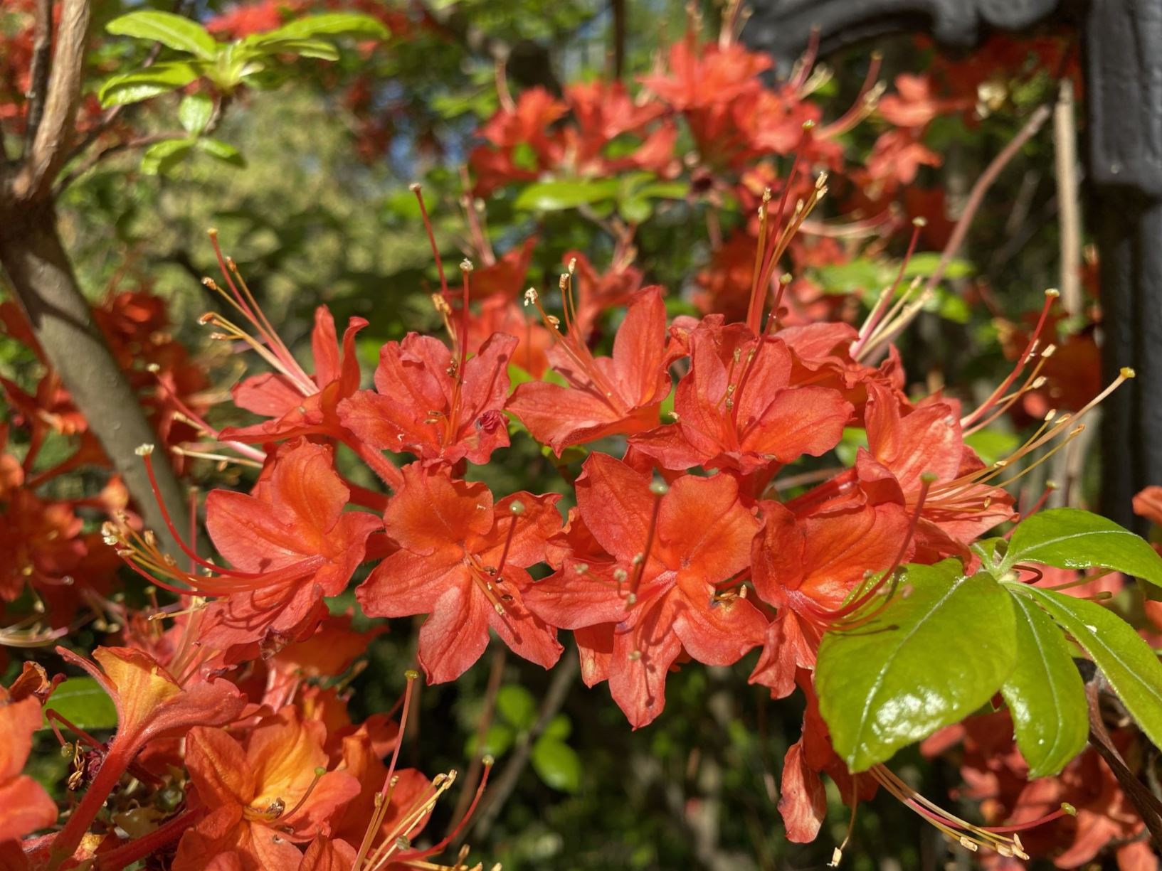 Rhododendron flammeum - Piedmont azalea