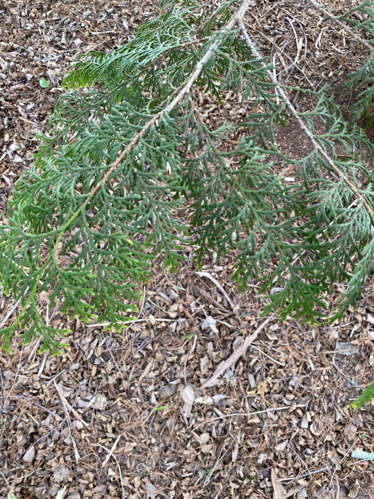 Chamaecyparis obtusa cv. - hinoki cypress