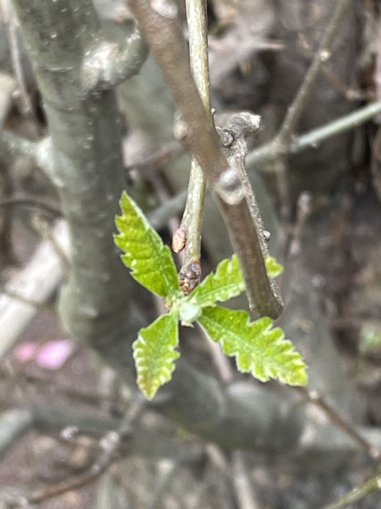 Quercus × warei 'Long' Regal Prince® - hybrid oak, oak