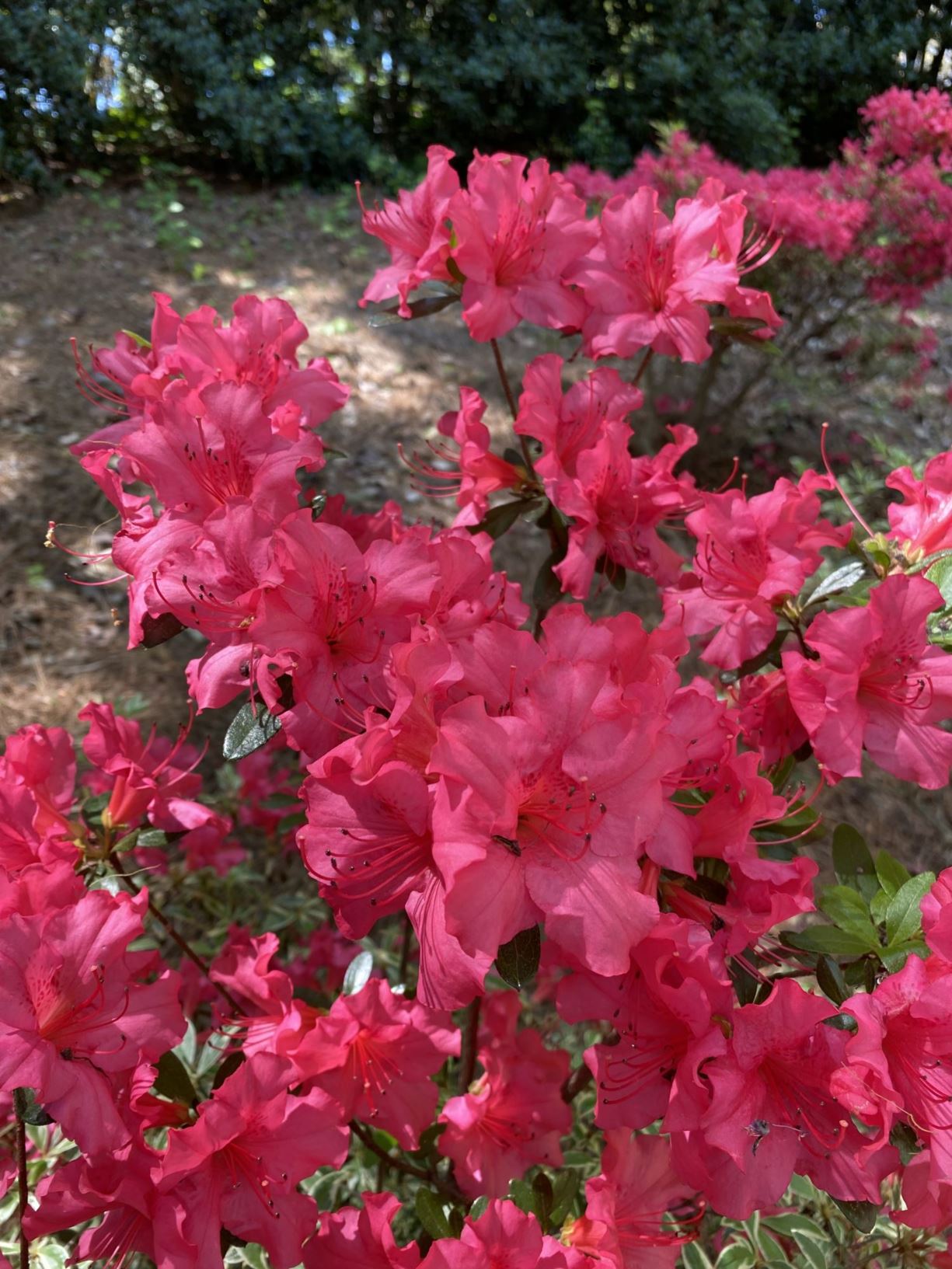 Rhododendron 'Farrow' Bollywood® - evergreen azalea