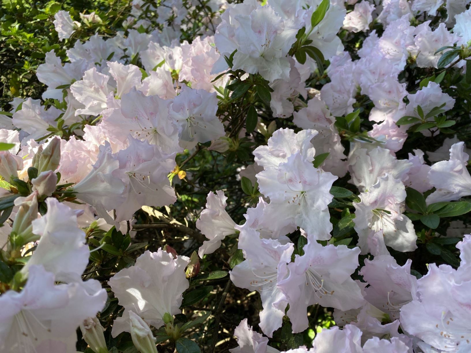 Rhododendron 'Louise Morrow' - hybrid azalea