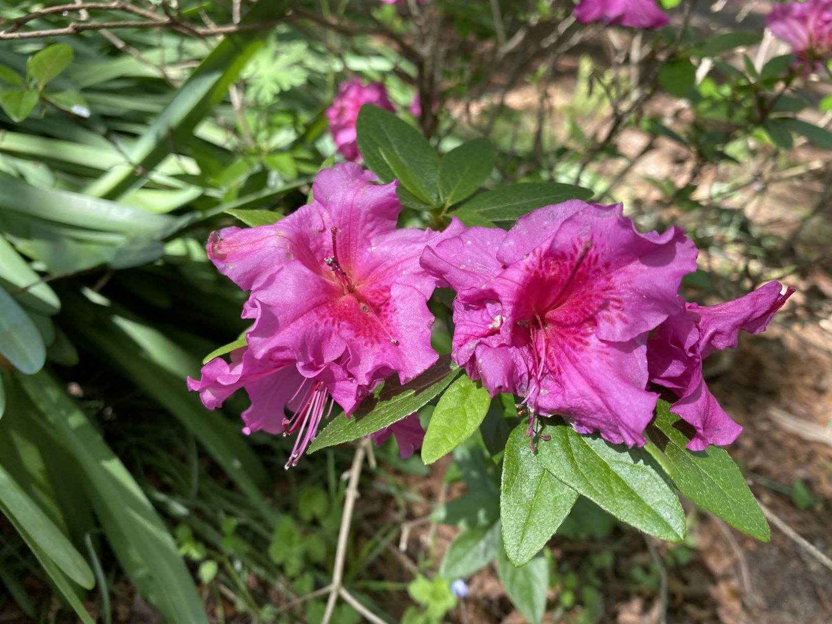 Rhododendron 'Purple Pride' - evergreen azalea