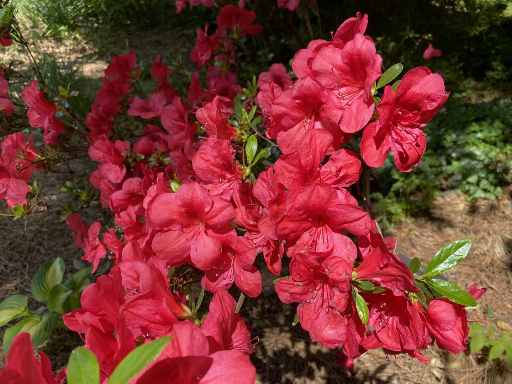 Rhododendron 'Red Slippers' - evergreen azalea