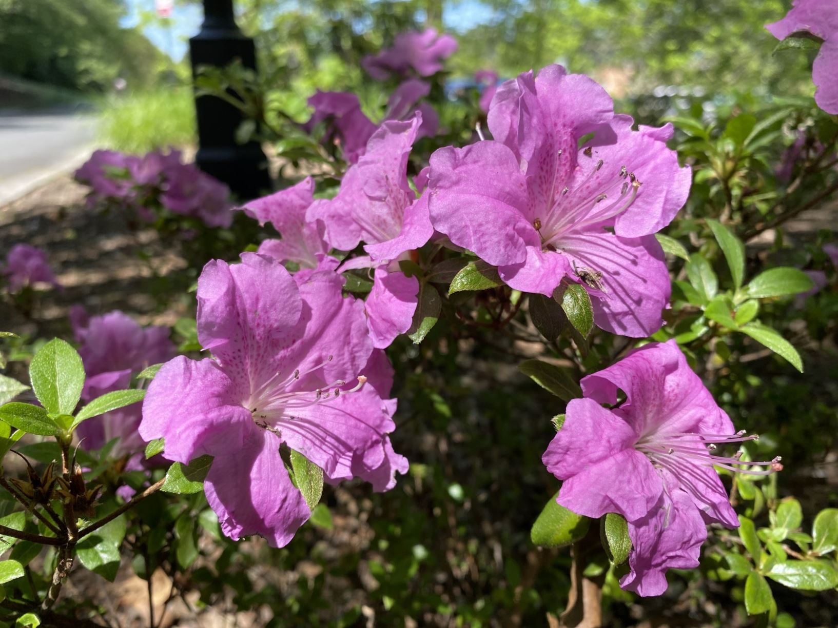 Rhododendron 'Robles' Encore® Autumn Lilac™ - Azalea