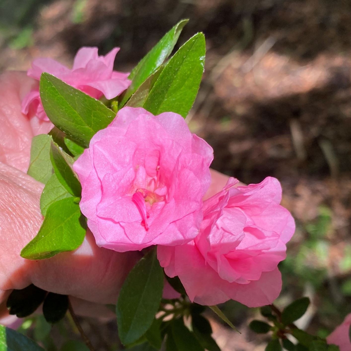 Rhododendron 'Rosebud' - azalea