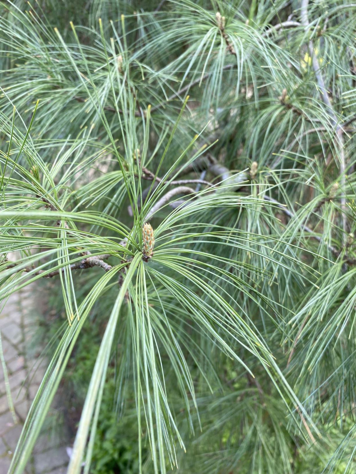 Pinus strobus 'Pendula' - eastern white pine, weeping eastern white pine