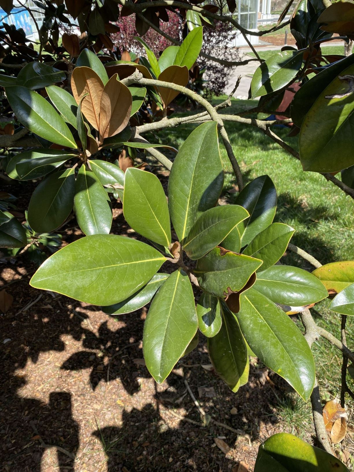 Magnolia grandiflora 'D.D. Blanchard' - southern magnolia