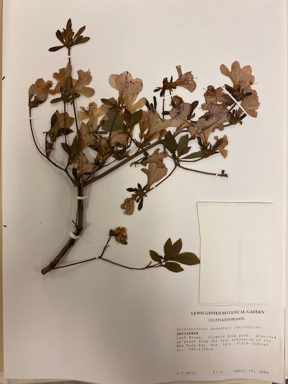 Rhododendron kaempferi f. latisepalum - Kaempfer azalea, torch azalea