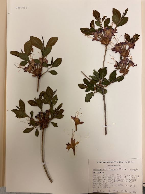 Rhododendron flammeum - Piedmont azalea | Lewis Ginter Botanical Garden ...