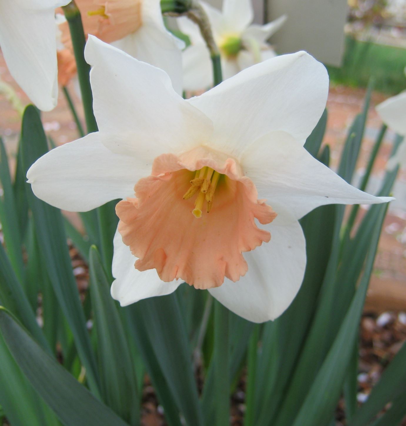 Narcissus 'Accent' - large-cupped daffodil