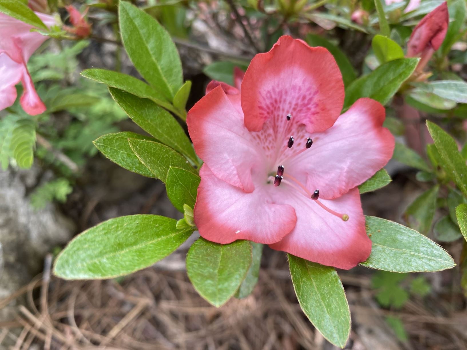 Rhododendron 'Marion Lee' - azalea
