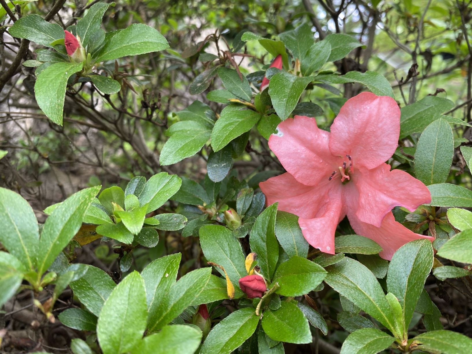 Rhododendron 'Matsuyo' - evergreen azalea