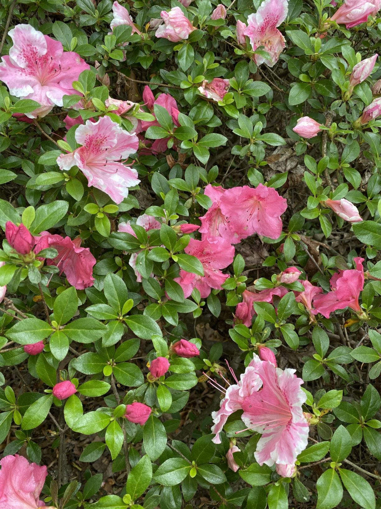 Rhododendron 'Conversation Piece' - azalea