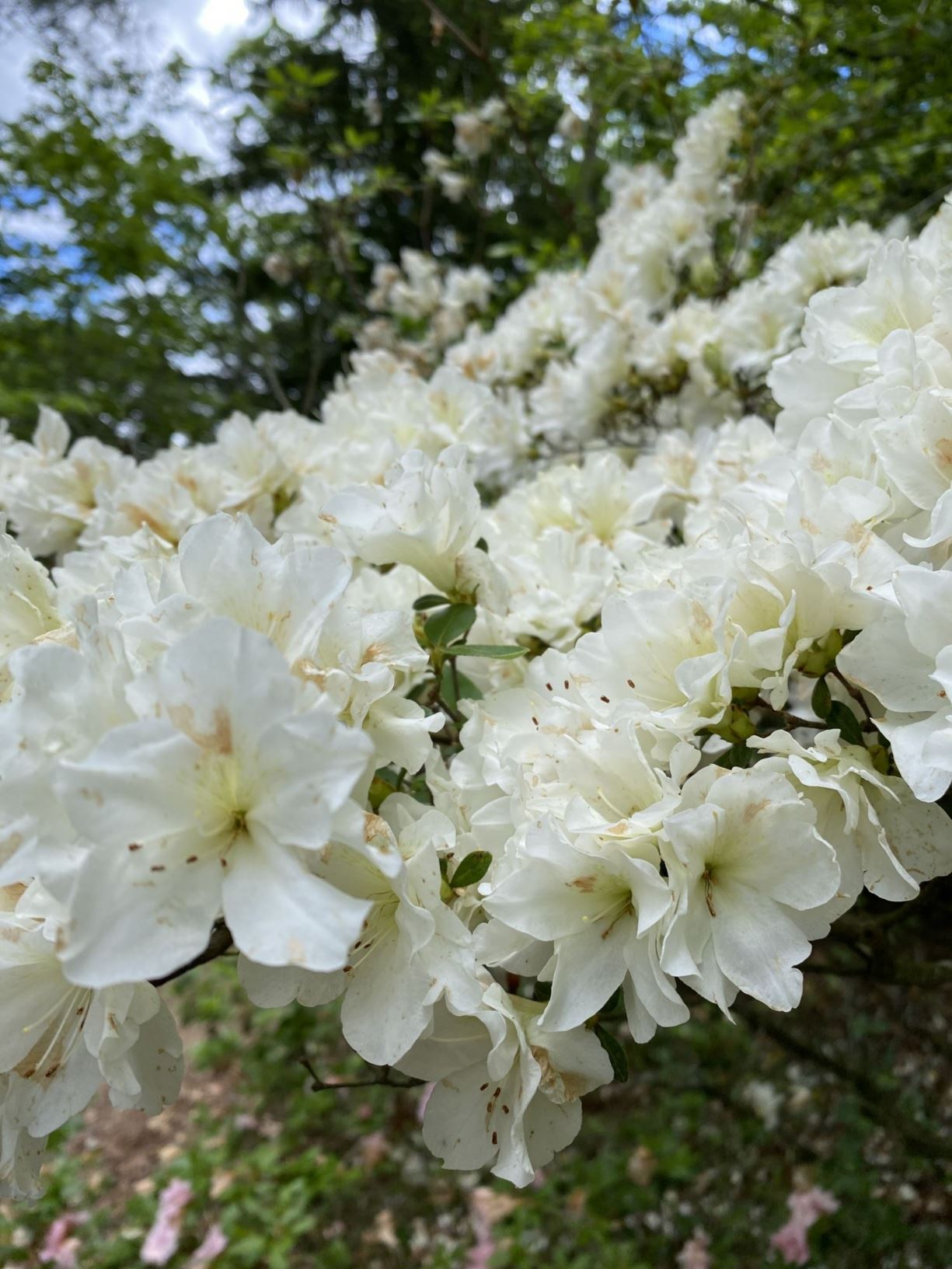 Rhododendron 'Olga Niblett' - evergreen azalea
