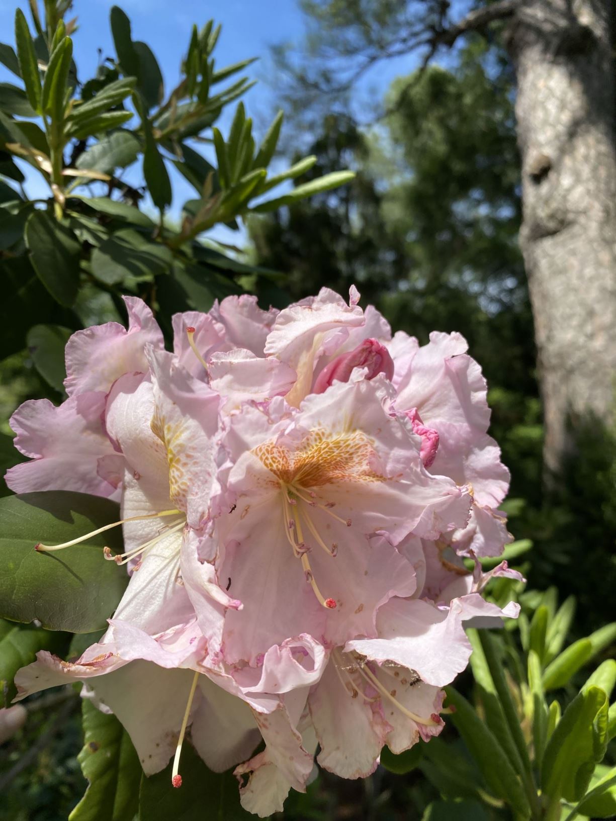 Rhododendron 'Janet Blair' - elepidote rhododendron