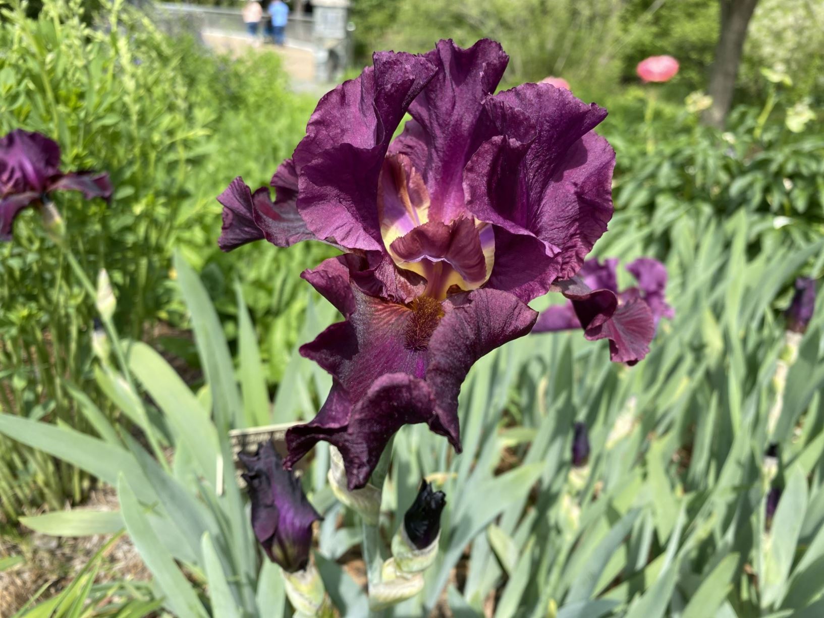 Iris germanica 'Ruby Morn' - tall bearded iris