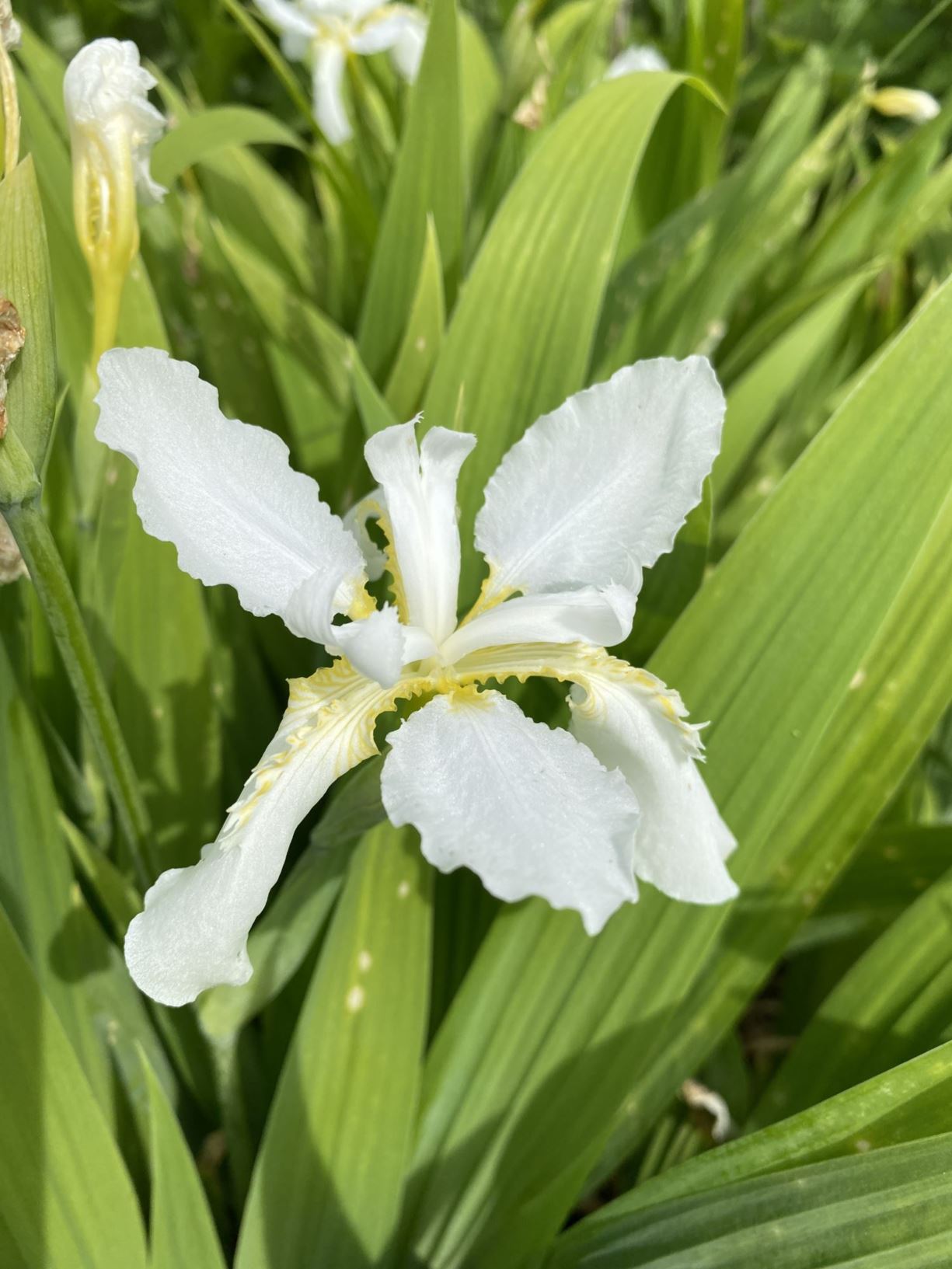 Iris tectorum 'Alba' - species iris
