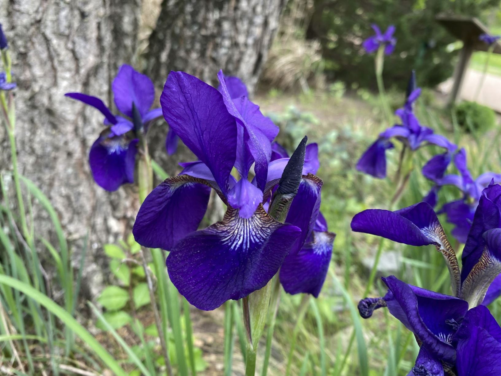 Iris sibirica 'Sky Wings' - Siberian iris