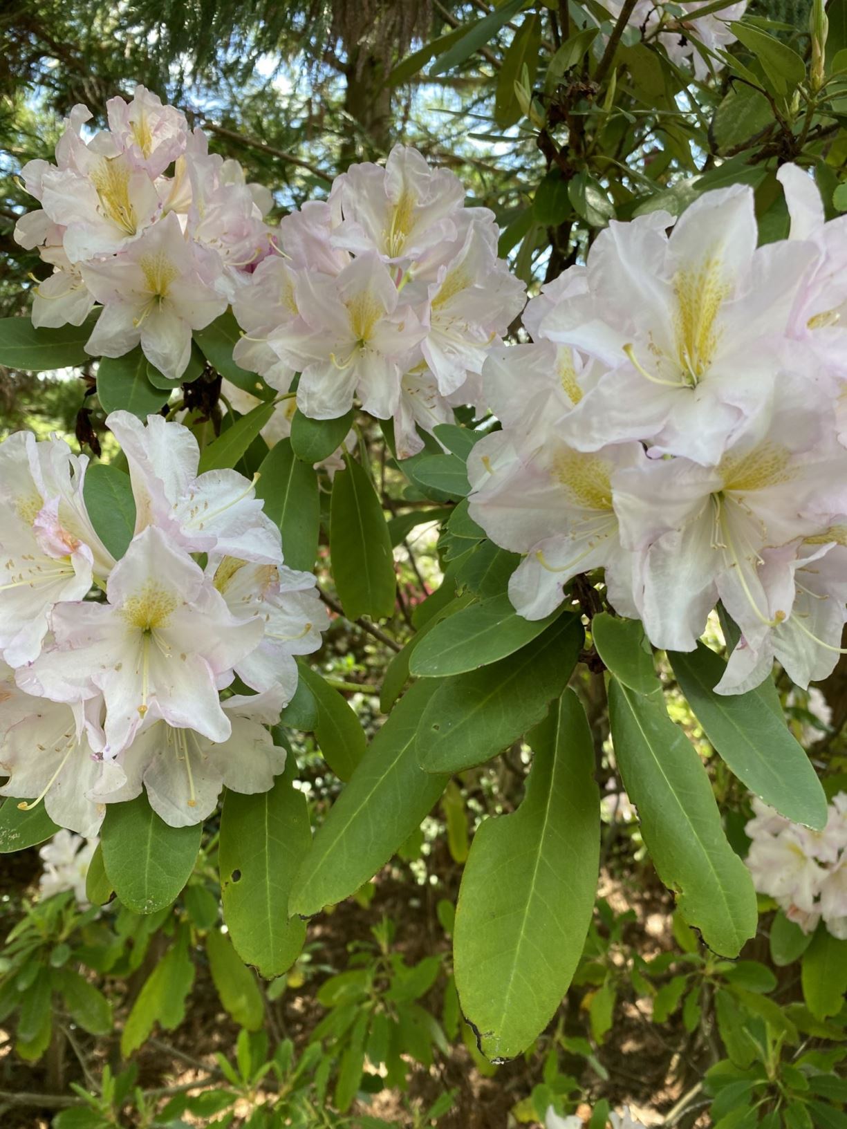 Rhododendron 'Merley Cream' - hybrid rhododendron