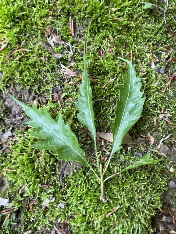 Fagus sylvatica 'Asplenifolia' - European beech