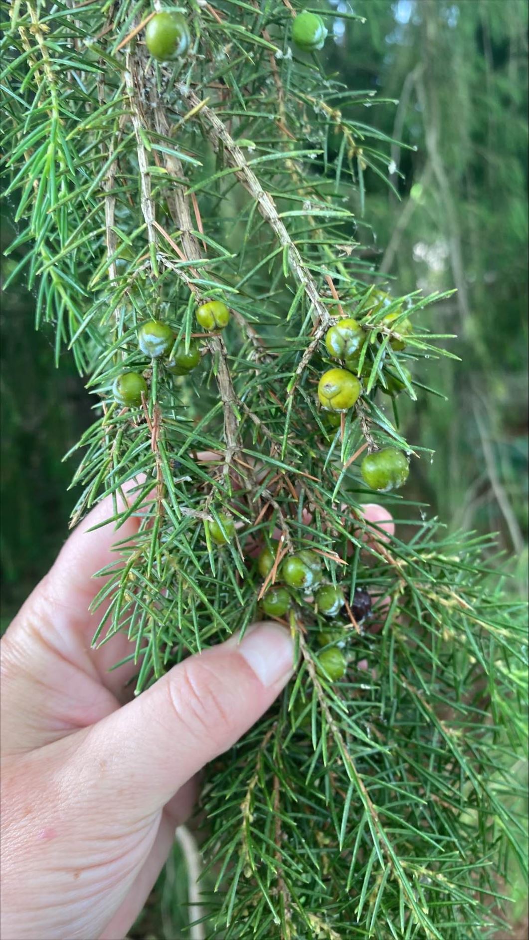 Juniperus rigida - needle juniper, temple juniper