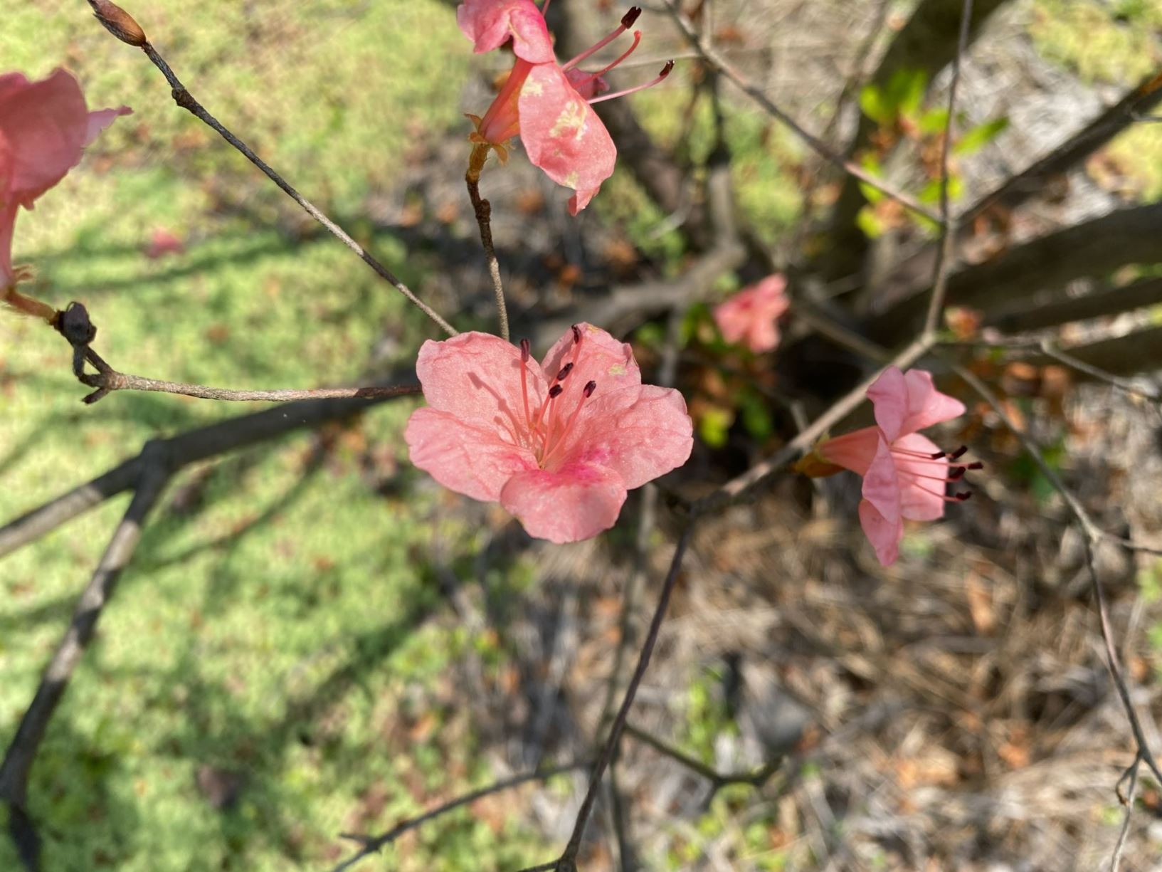 Rhododendron 'Kathleen' - deciduous azalea