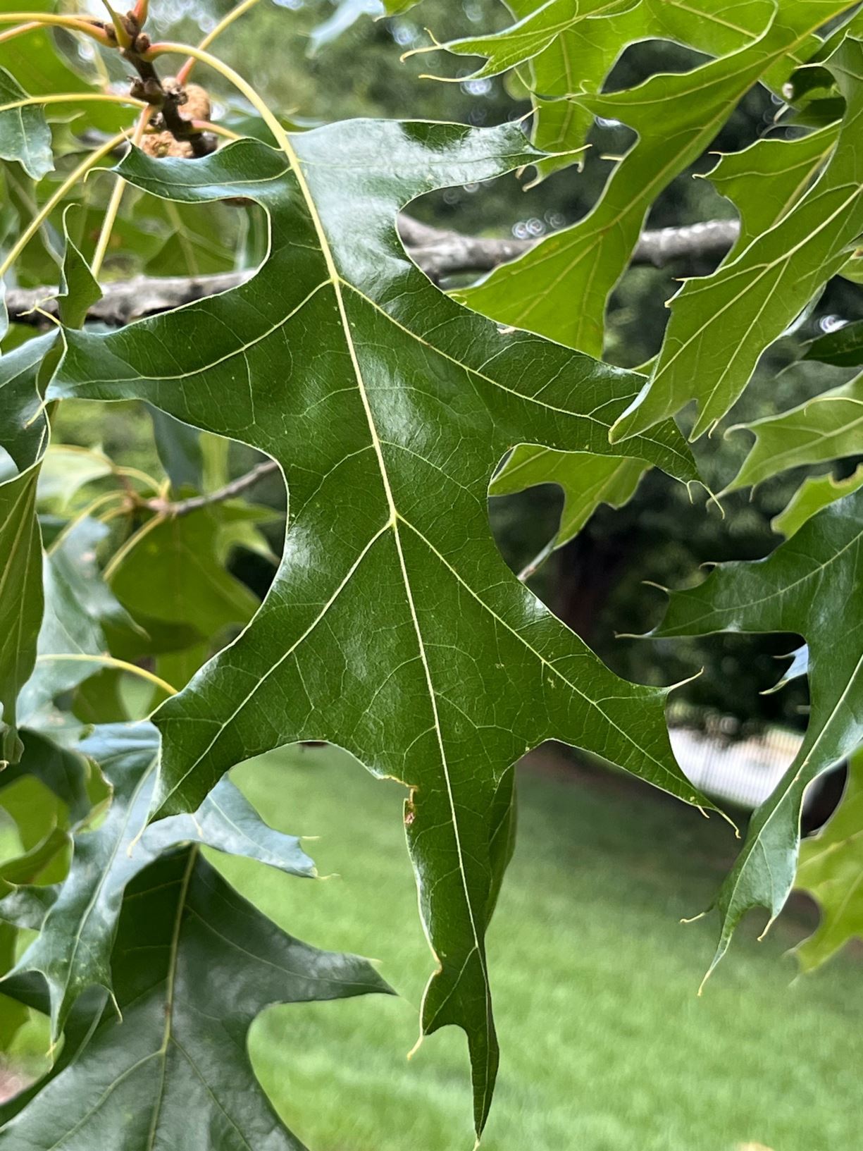 Quercus coccinea - scarlet oak