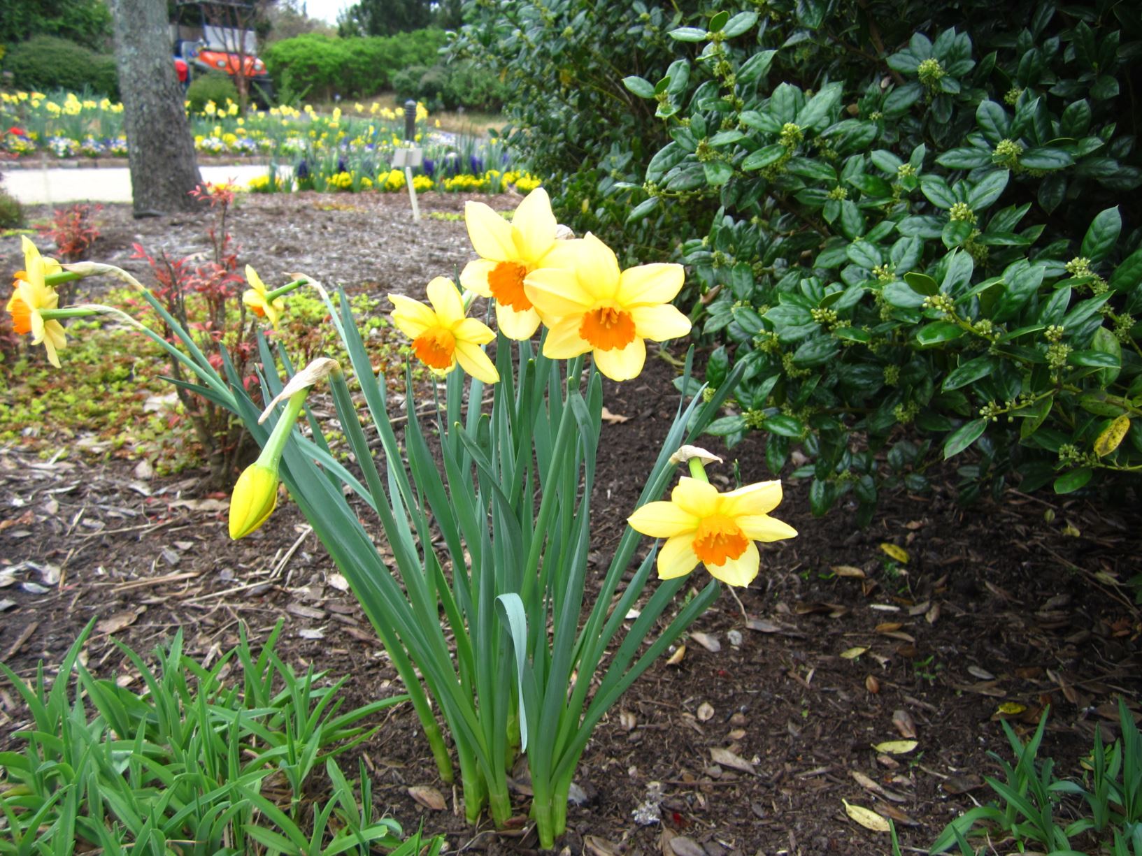 Narcissus 'Ambergate' - large-cupped daffodil