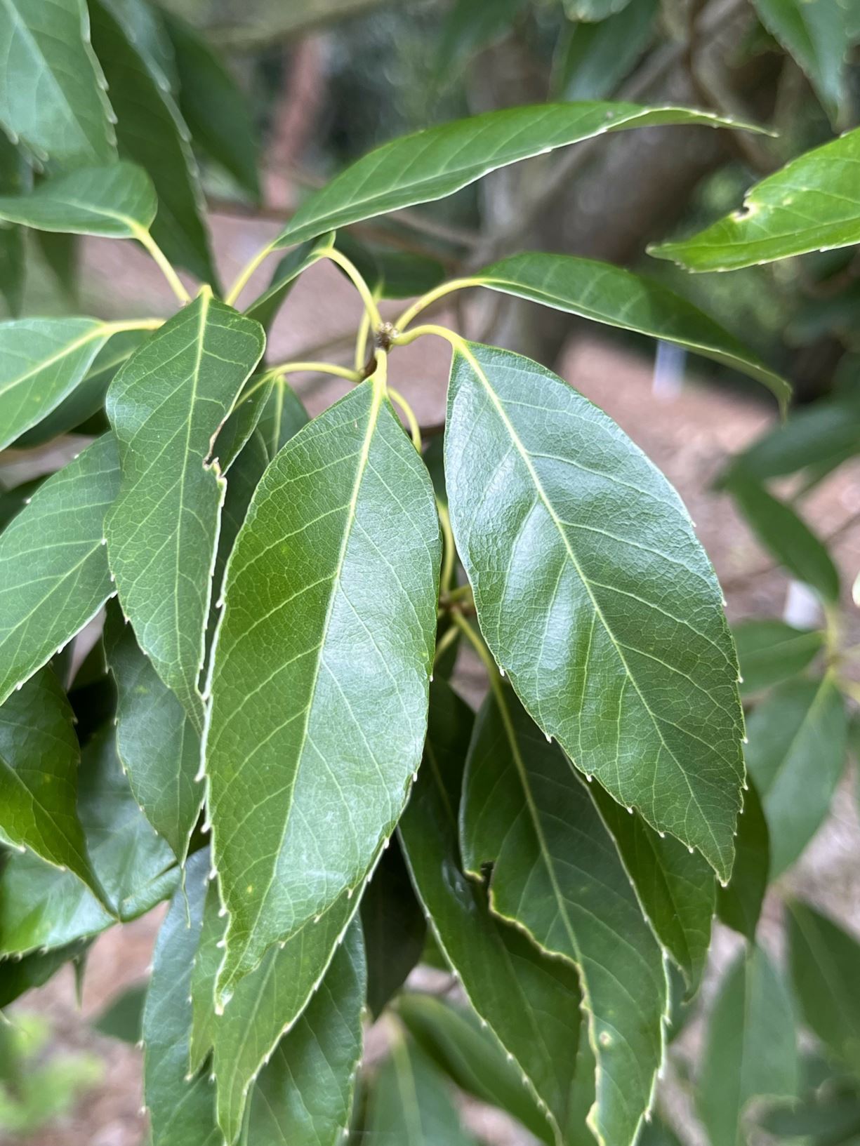 Quercus myrsinifolia - bamboo-leaved oak, Chinese evergreen oak