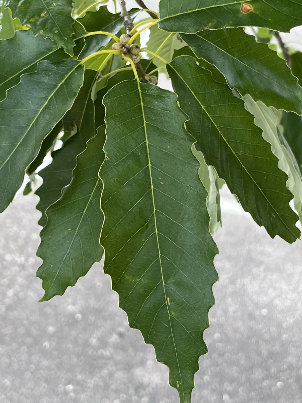 Quercus muehlenbergii - chinkapin oak, yellow chesnut oak