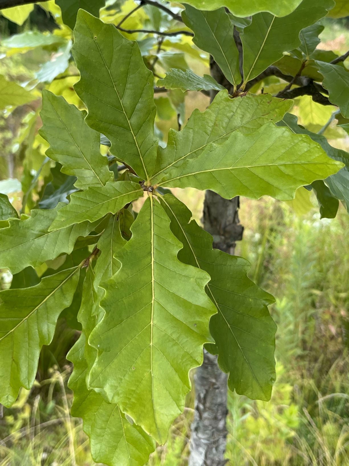 Quercus bicolor - swamp white oak