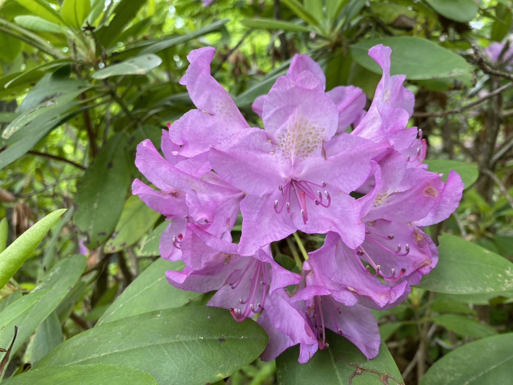 Rhododendron catawbiense 'Boursault' - Catawba rhododendron