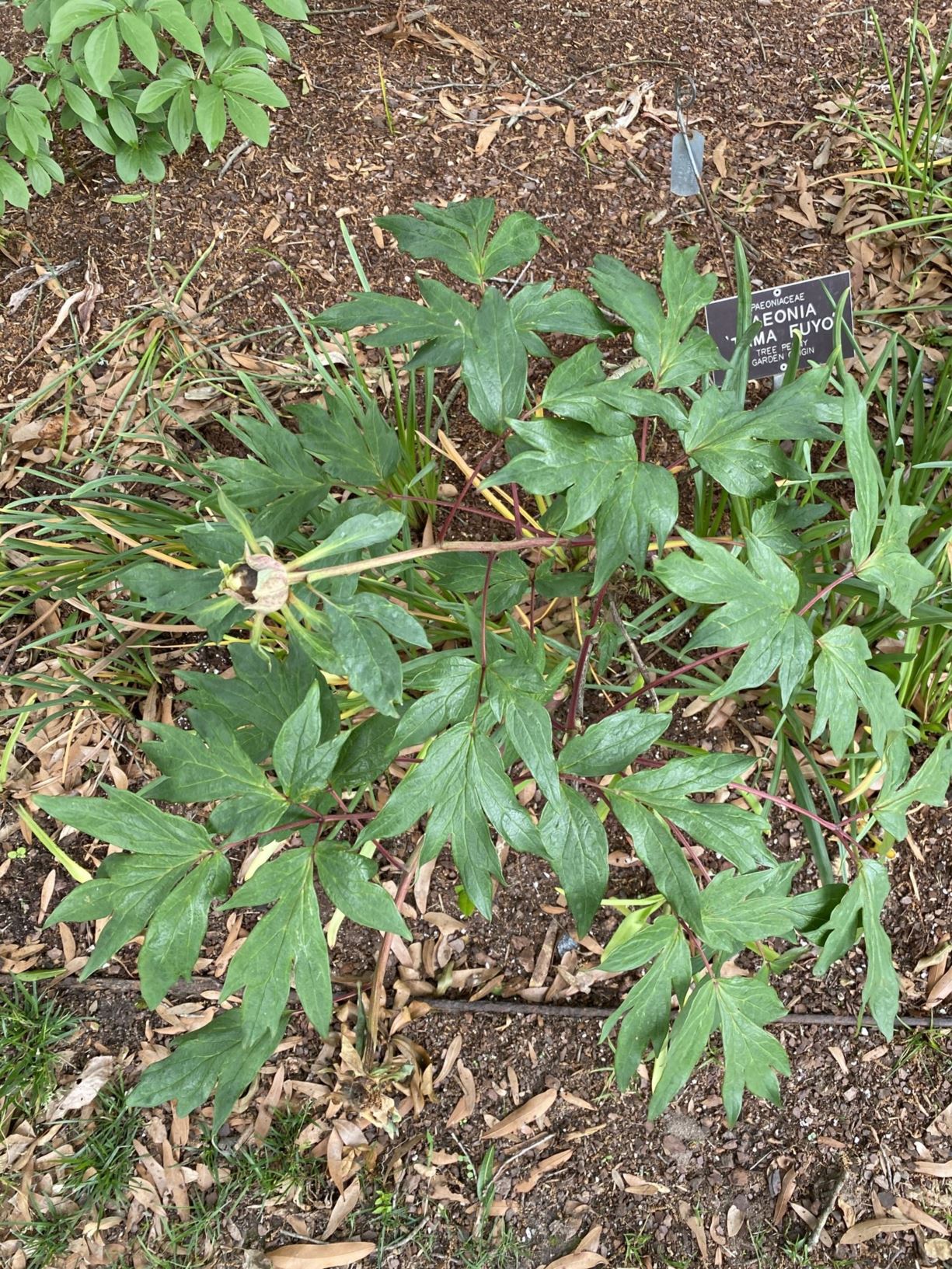 Paeonia suffruticosa 'Tama Fuyo' - tree peony, woody peony