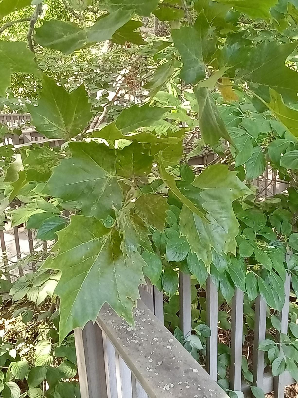 Platanus ×hispanica - London plane tree