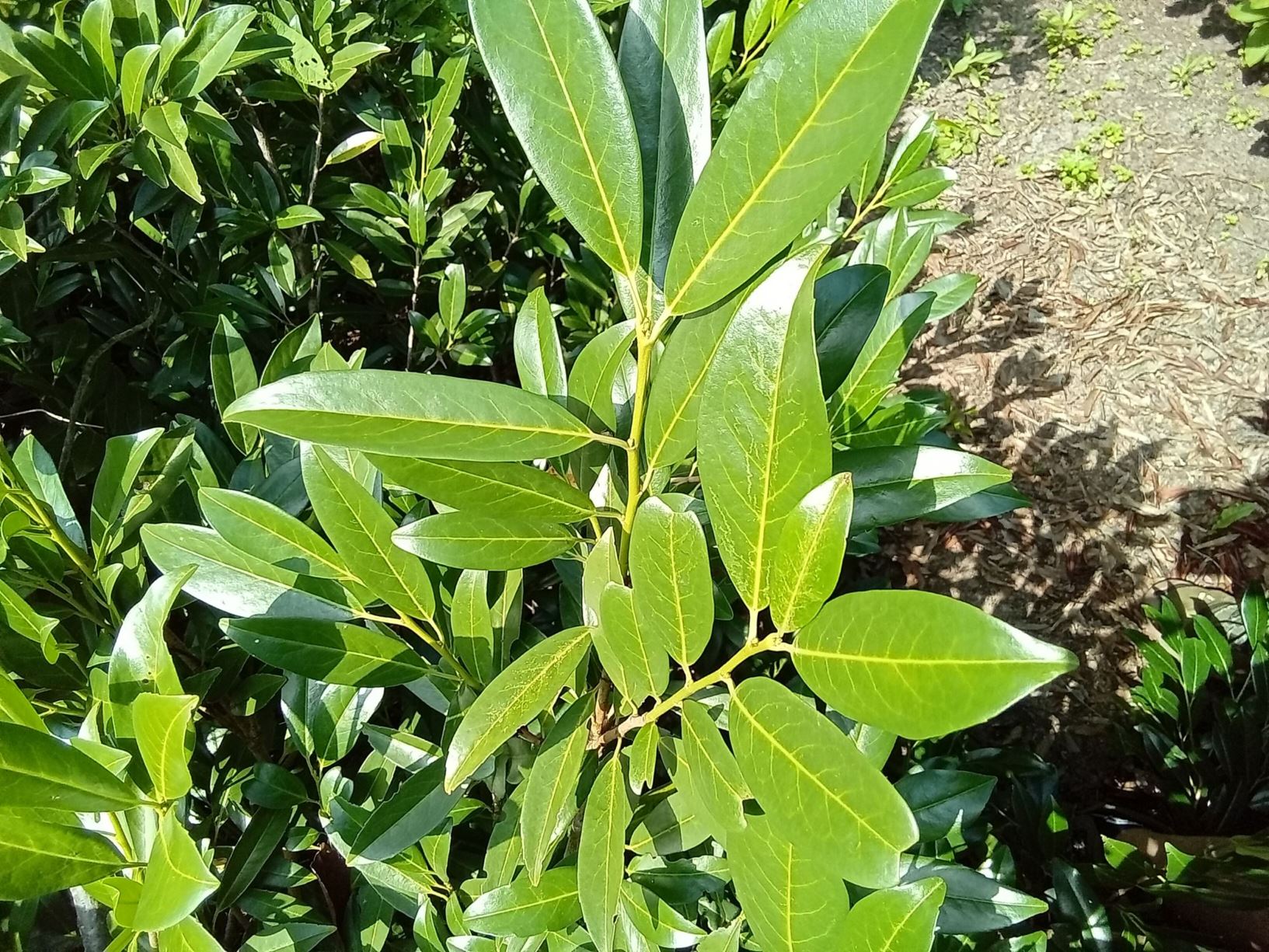 Prunus laurocerasus 'Schipkaensis' - cherry laurel