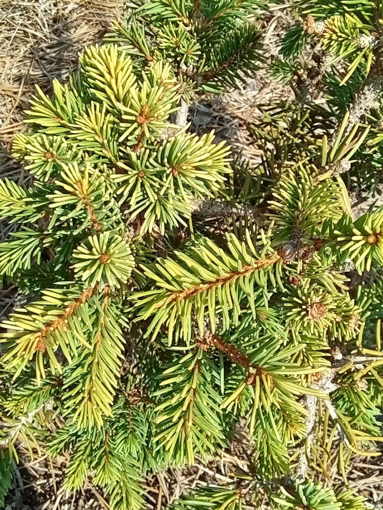 Picea abies 'Gold Drift' - Norway spruce