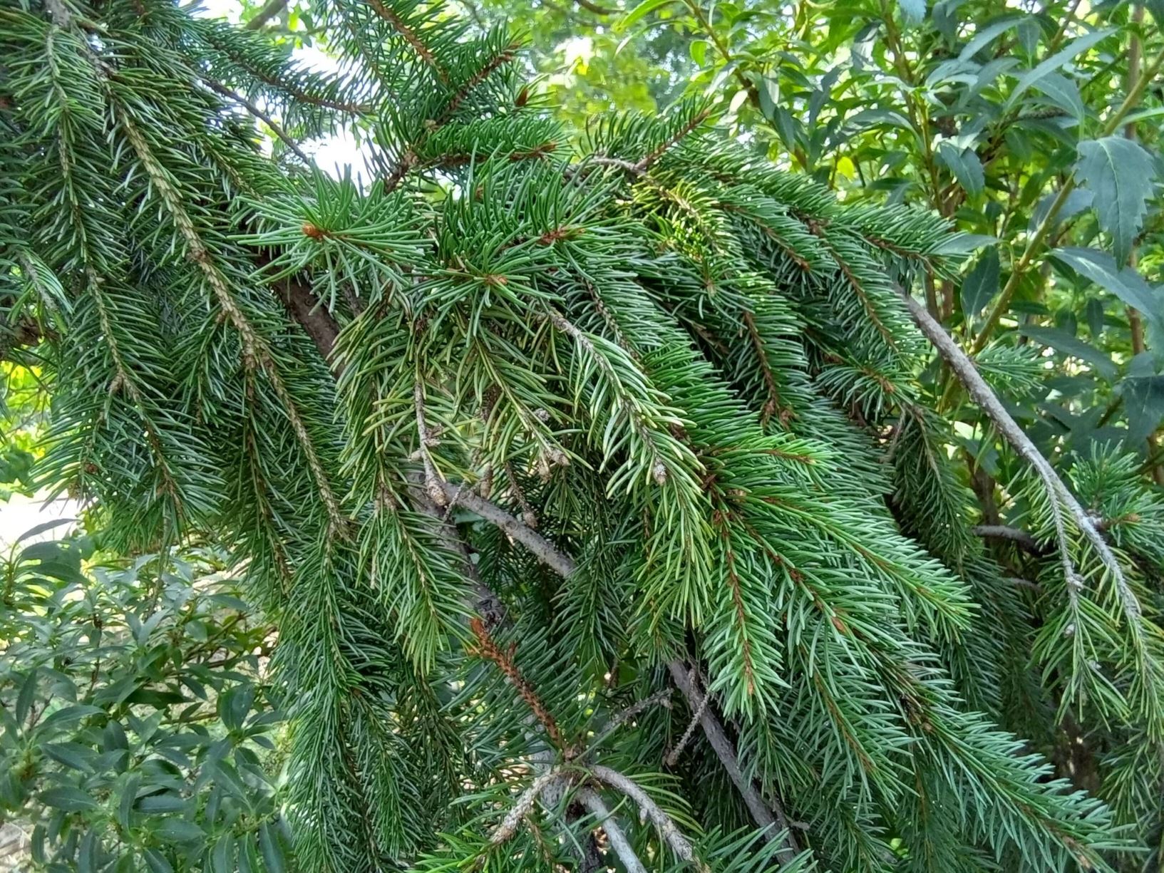 Picea abies f. pendula - Norway spruce, weeping Norway spruce