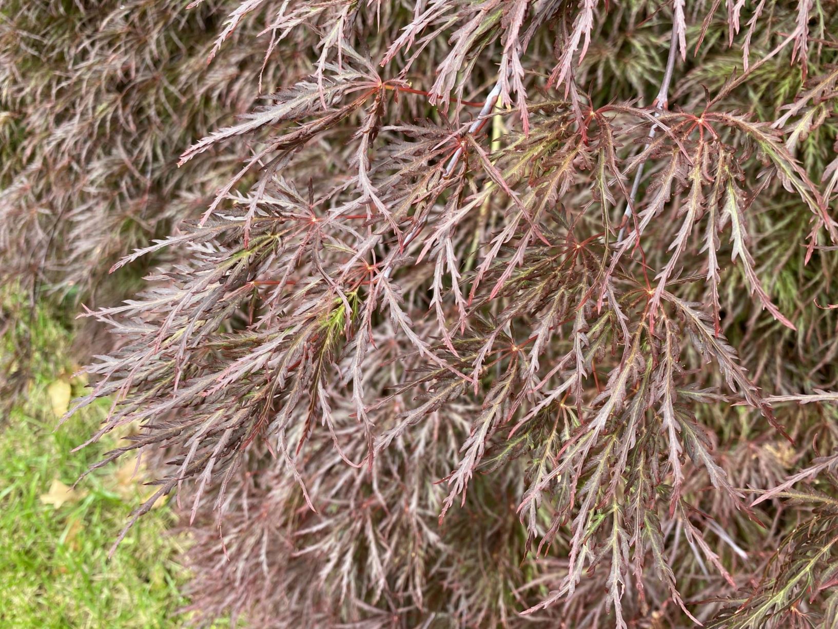 Acer Palmatum Ever Red Japanese Maple Lewis Ginter Botanical