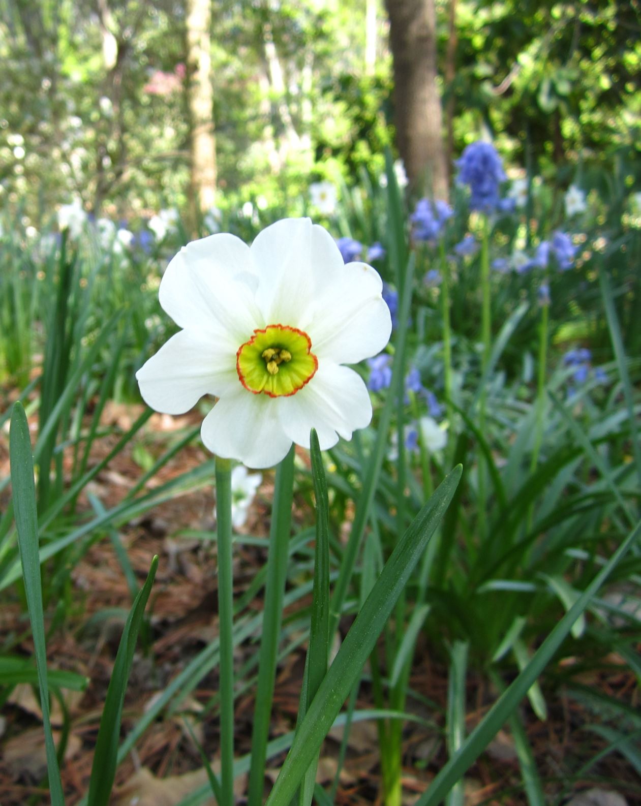 Narcissus 'Angel Eyes' - poeticus daffodil