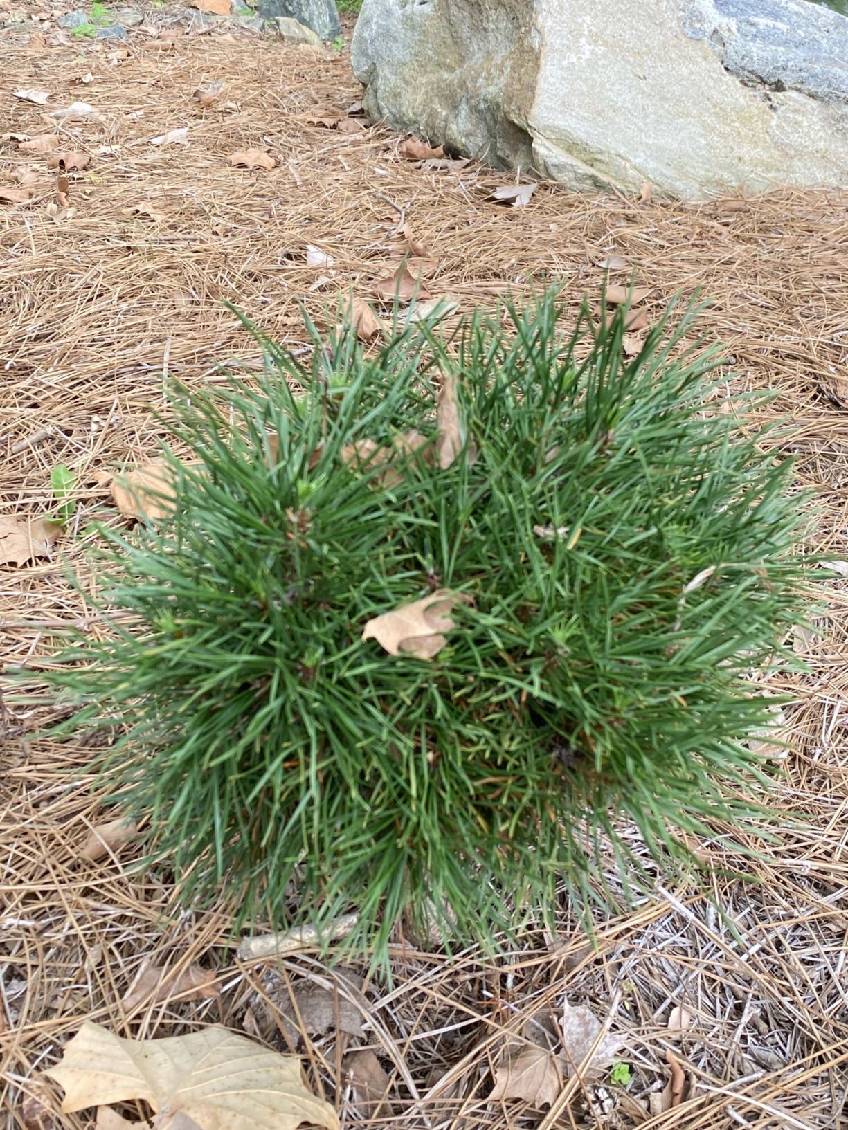Pinus sylvestris 'Green Penguin' - Scotch pine