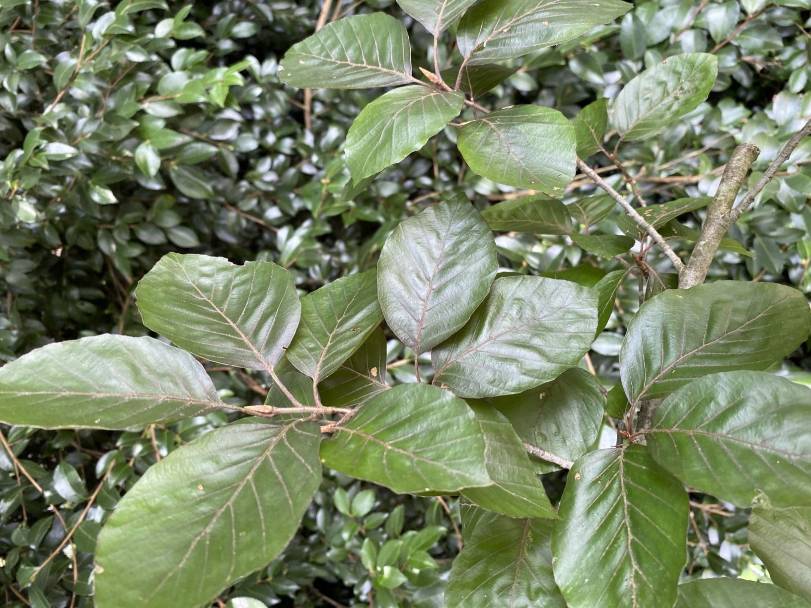 Fagus sylvatica 'Spaethiana' - purple leaf beech, Spaeth's purple beech
