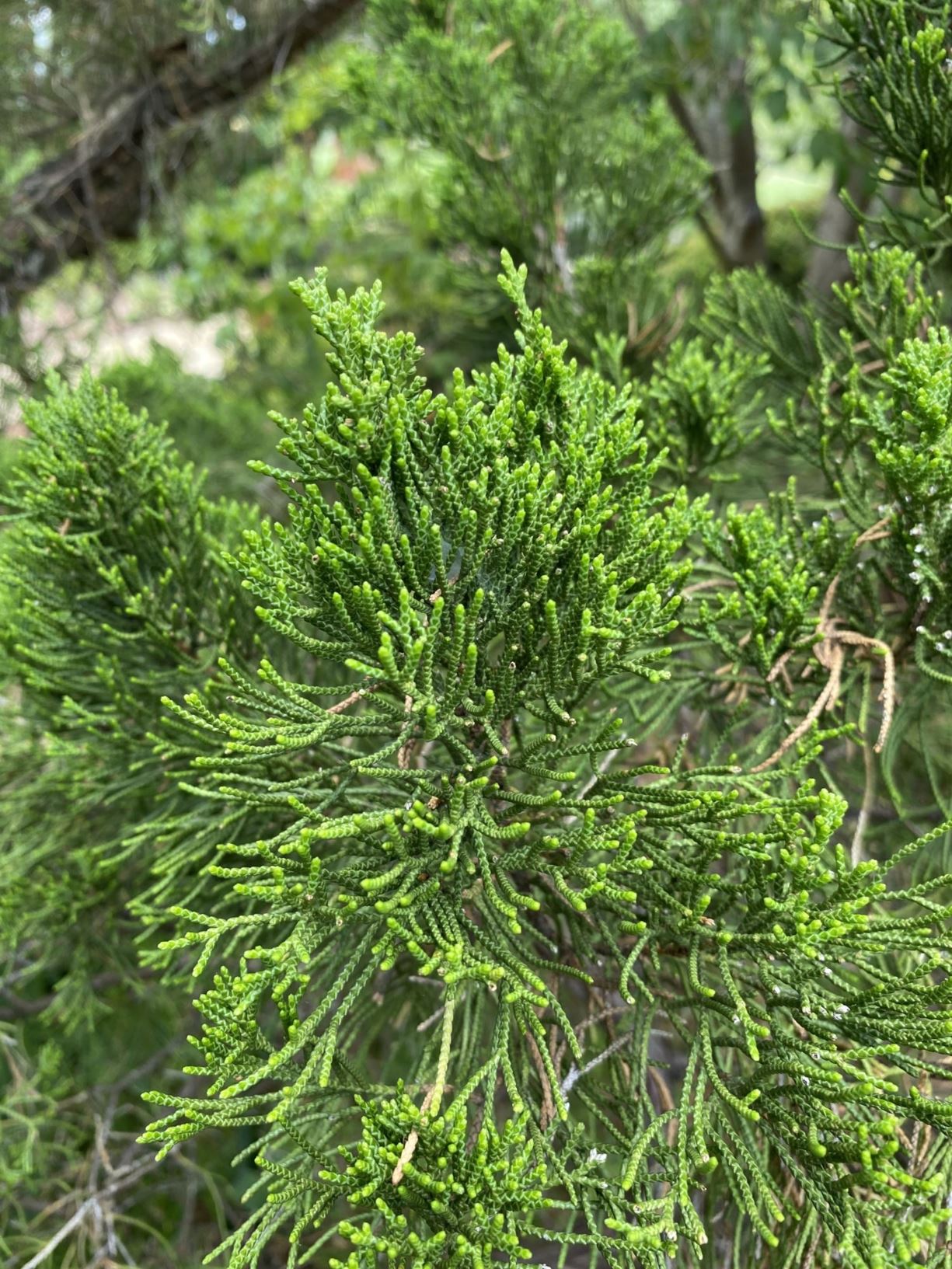 Juniperus chinensis 'Kaizuka' - Chinese juniper, Hollywood juniper