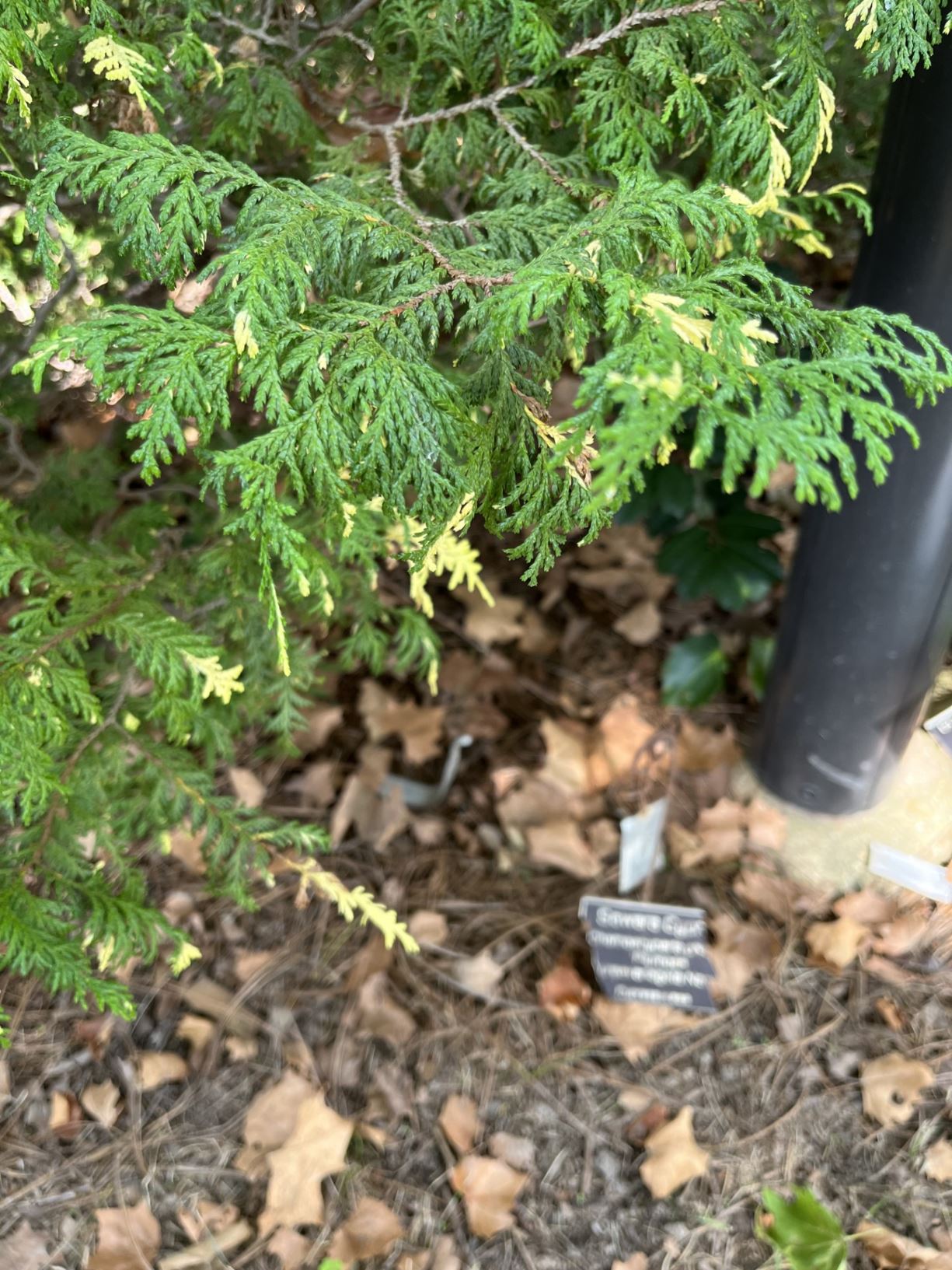 Chamaecyparis pisifera 'Plumosa Aureovariagata Nana' - sawara cypress