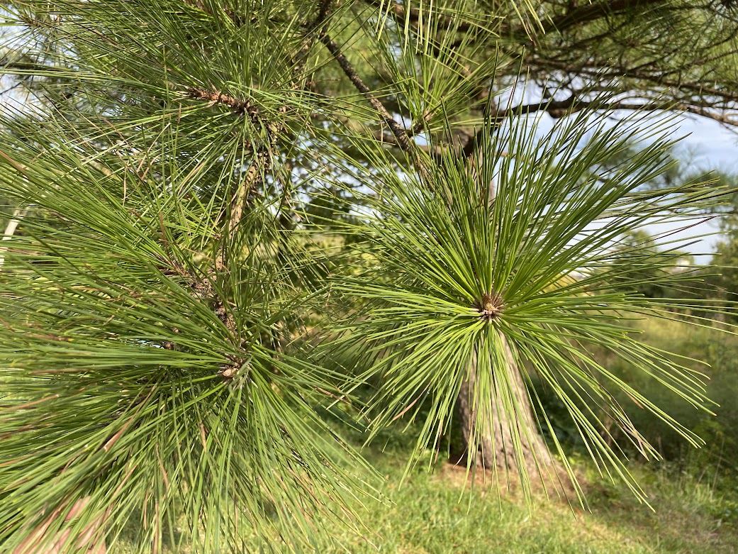 Pinus taeda - loblolly pine