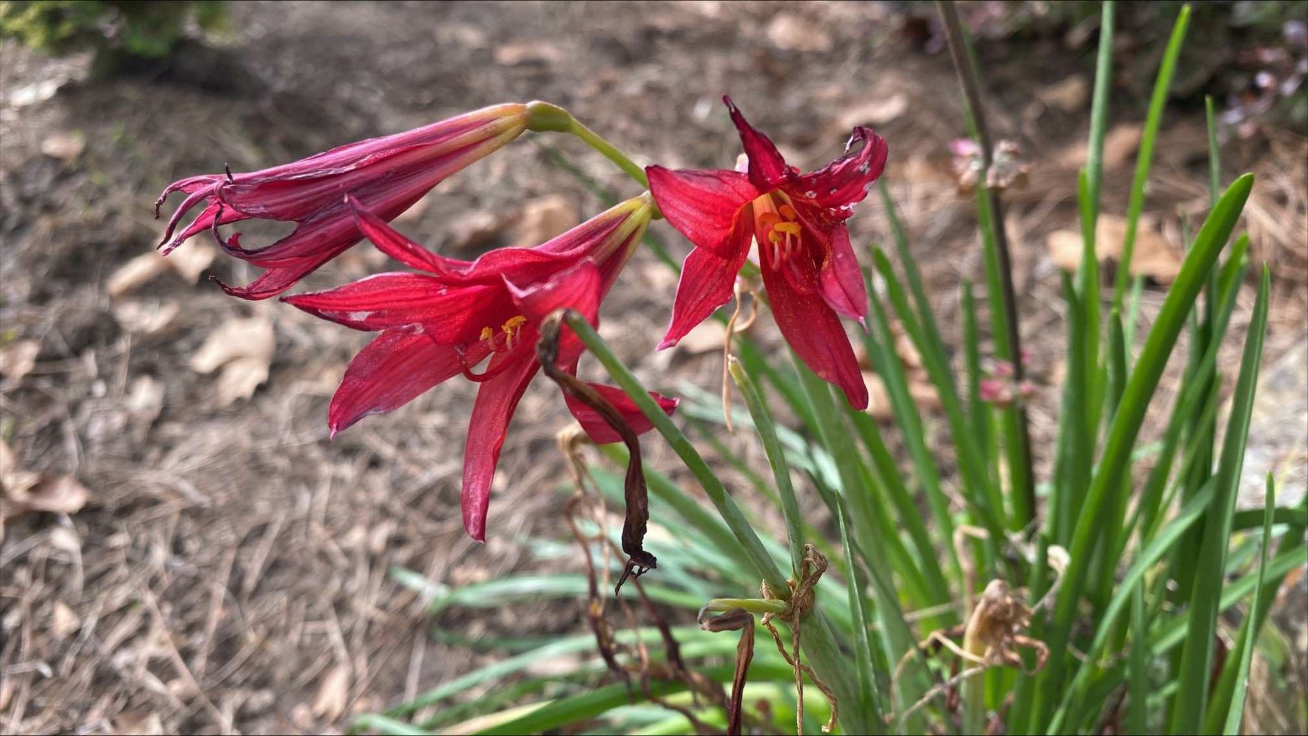 Rhodophiala bifida - oxblood lily