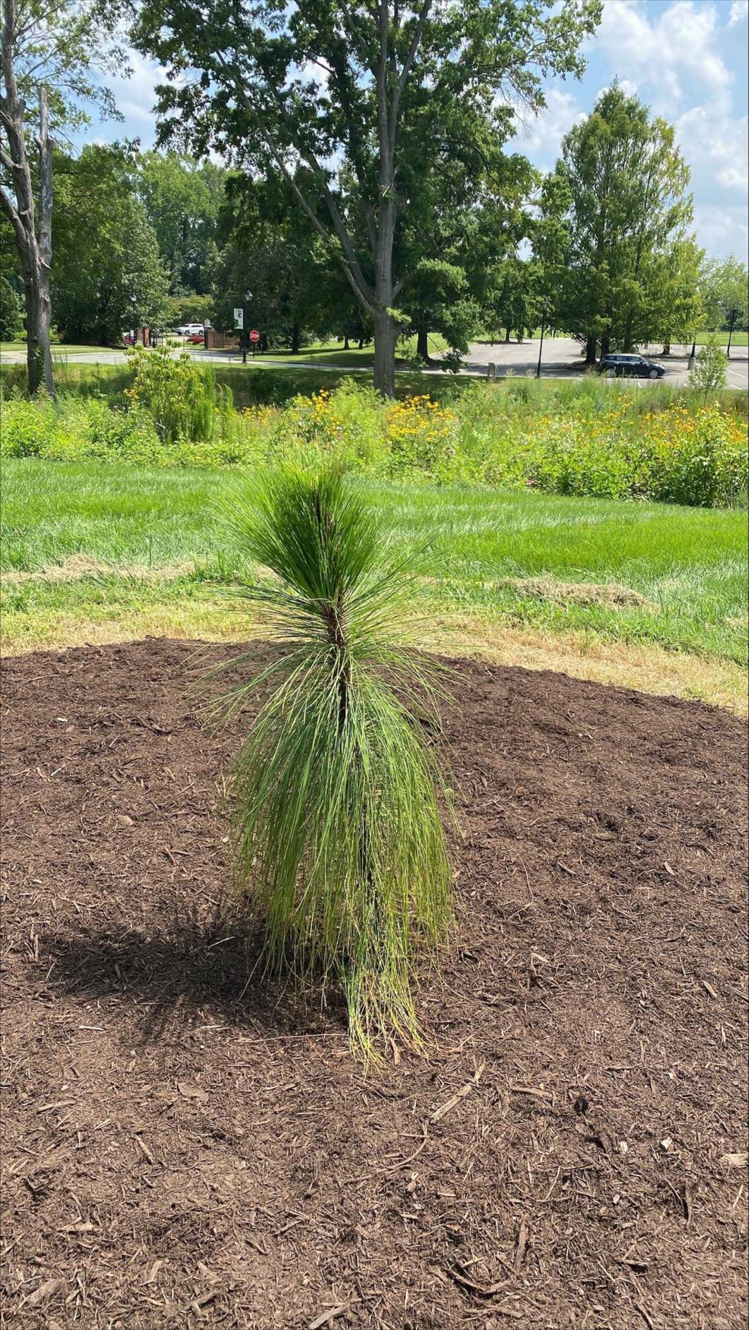 Pinus palustris - longleaf pine
